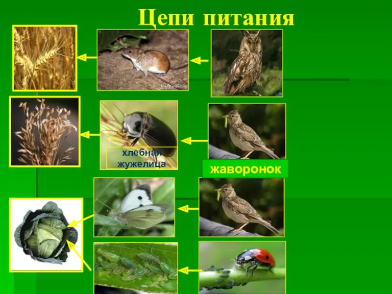 Цепи питания хлебная жужелица жаворонок