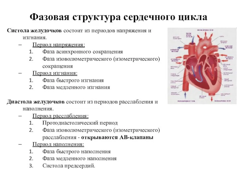 Фазовая структура сердечного цикла Систола желудочков состоит из периодов напряжения