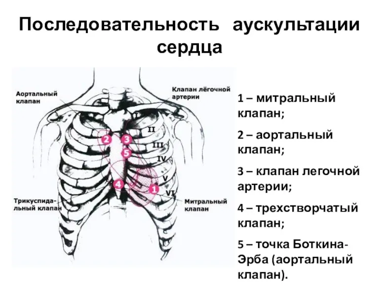 Последовательность аускультации сердца 1 – митральный клапан; 2 – аортальный