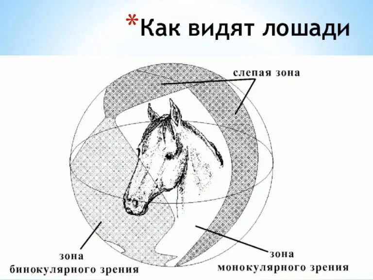 Как видят лошади