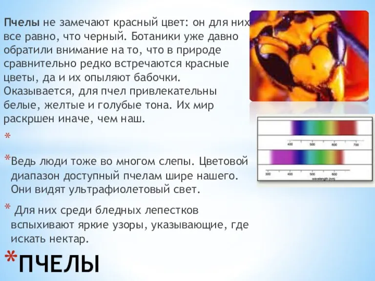 Пчелы не замечают красный цвет: он для них все равно, что черный. Ботаники