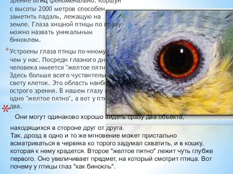 Зрение птиц феноменально. Коршун с высоты 2000 метров способен заметить падаль, лежащую на