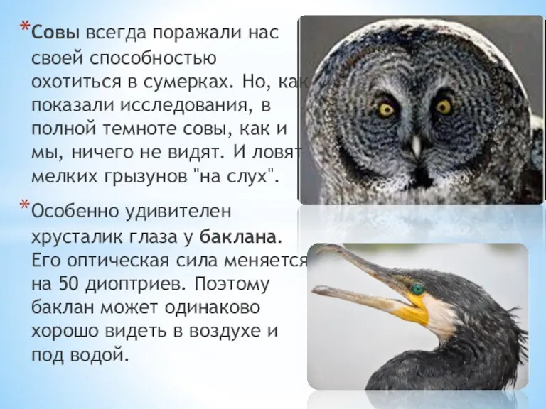 Совы всегда поражали нас своей способностью охотиться в сумерках. Но, как показали исследования,