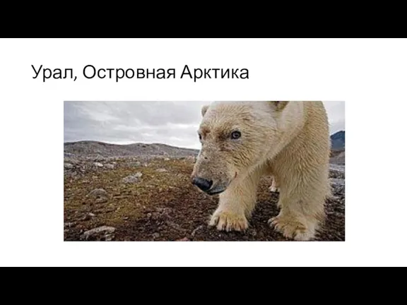 Урал, Островная Арктика