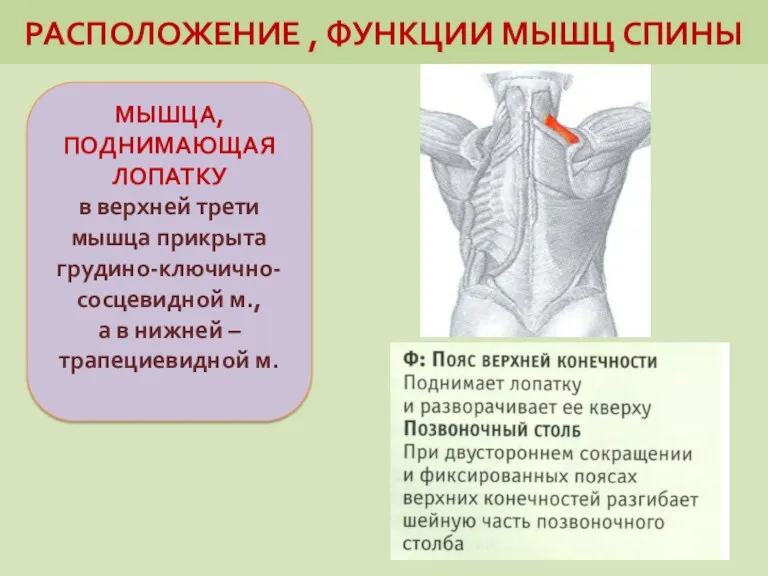 РАСПОЛОЖЕНИЕ , ФУНКЦИИ МЫШЦ СПИНЫ МЫШЦА, ПОДНИМАЮЩАЯ ЛОПАТКУ в верхней