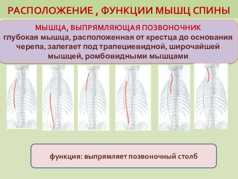 РАСПОЛОЖЕНИЕ , ФУНКЦИИ МЫШЦ СПИНЫ МЫШЦА, ВЫПРЯМЛЯЮЩАЯ ПОЗВОНОЧНИК глубокая мышца,