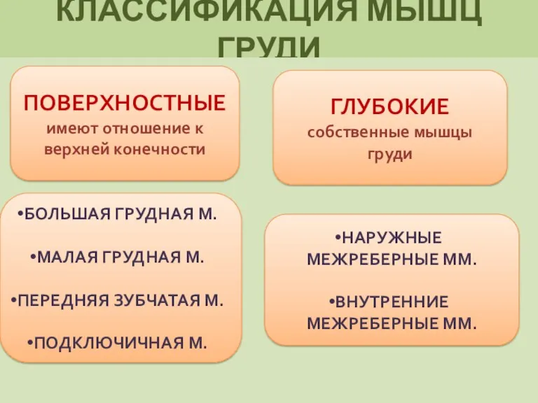 КЛАССИФИКАЦИЯ МЫШЦ ГРУДИ ПОВЕРХНОСТНЫЕ имеют отношение к верхней конечности БОЛЬШАЯ