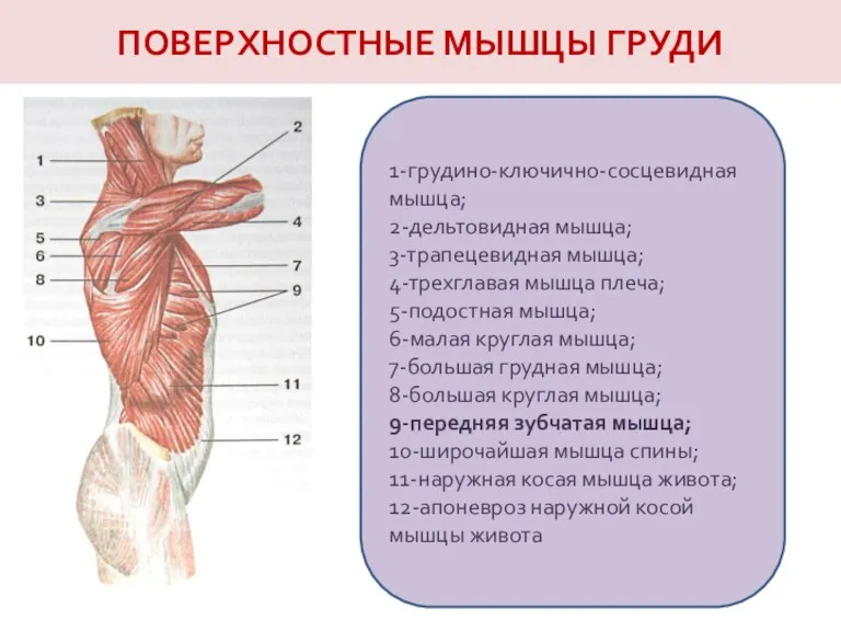 ПОВЕРХНОСТНЫЕ МЫШЦЫ ГРУДИ 1-грудино-ключично-сосцевидная мышца; 2-дельтовидная мышца; 3-трапецевидная мышца; 4-трехглавая