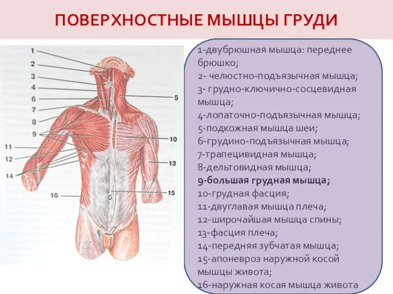 ПОВЕРХНОСТНЫЕ МЫШЦЫ ГРУДИ 1-двубрюшная мышца: переднее брюшко; 2- челюстно-подъязычная мышца;