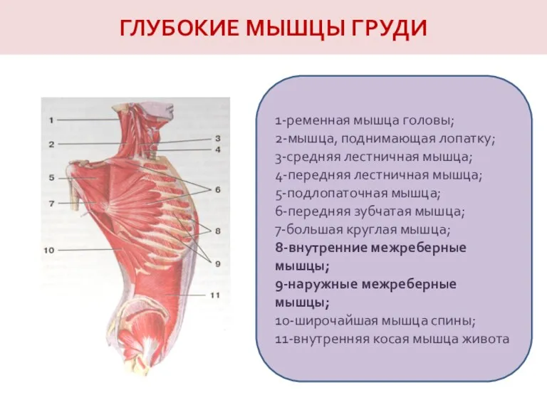 ГЛУБОКИЕ МЫШЦЫ ГРУДИ 1-ременная мышца головы; 2-мышца, поднимающая лопатку; 3-средняя