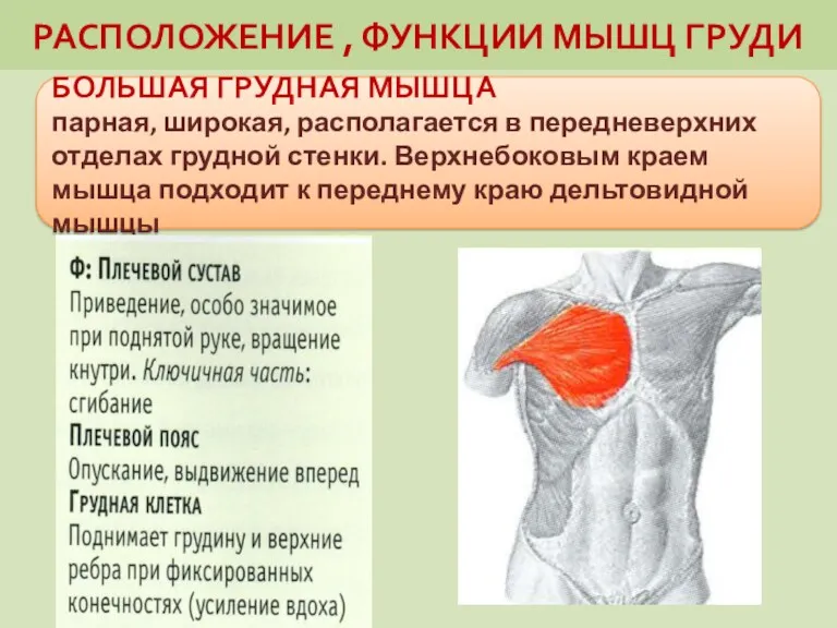 РАСПОЛОЖЕНИЕ , ФУНКЦИИ МЫШЦ ГРУДИ БОЛЬШАЯ ГРУДНАЯ МЫШЦА парная, широкая,