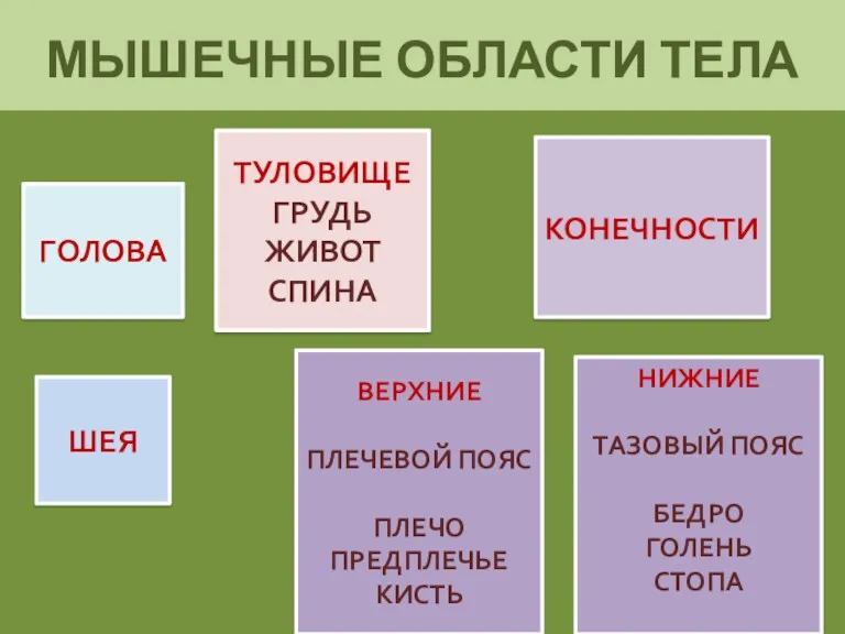 МЫШЕЧНЫЕ ОБЛАСТИ ТЕЛА ШЕЯ ТУЛОВИЩЕ ГРУДЬ ЖИВОТ СПИНА ГОЛОВА КОНЕЧНОСТИ