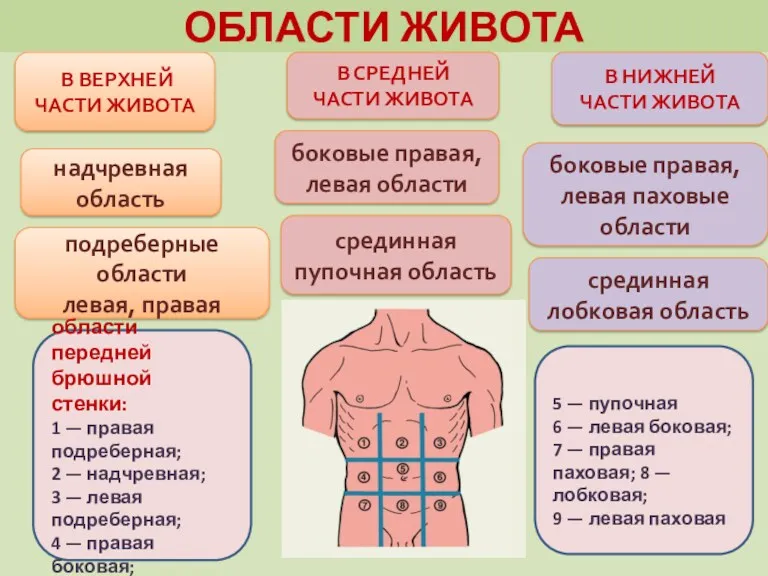 ОБЛАСТИ ЖИВОТА В ВЕРХНЕЙ ЧАСТИ ЖИВОТА подреберные области левая, правая