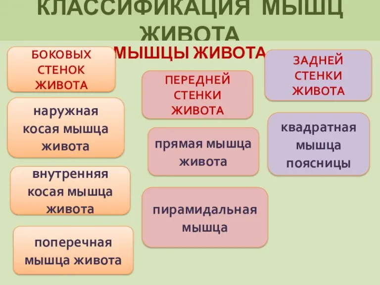 КЛАССИФИКАЦИЯ МЫШЦ ЖИВОТА МЫШЦЫ ЖИВОТА БОКОВЫХ СТЕНОК ЖИВОТА внутренняя косая