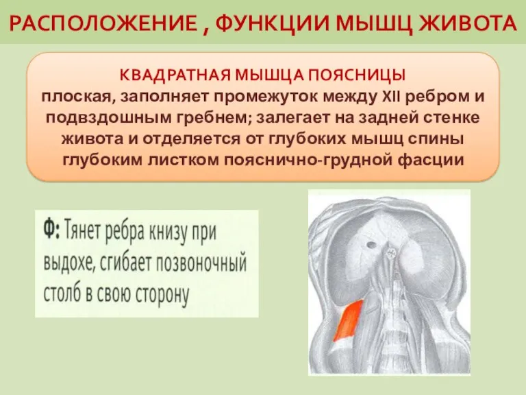 РАСПОЛОЖЕНИЕ , ФУНКЦИИ МЫШЦ ЖИВОТА КВАДРАТНАЯ МЫШЦА ПОЯСНИЦЫ плоская, заполняет