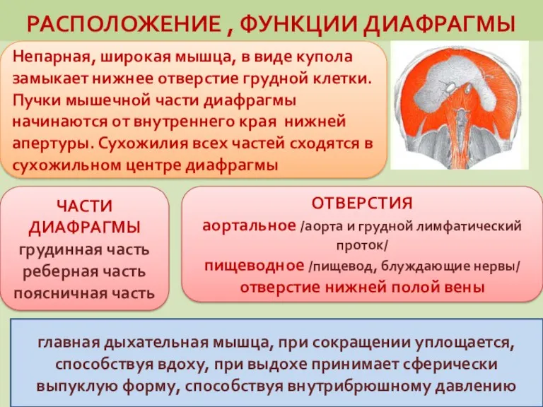 РАСПОЛОЖЕНИЕ , ФУНКЦИИ ДИАФРАГМЫ Непарная, широкая мышца, в виде купола