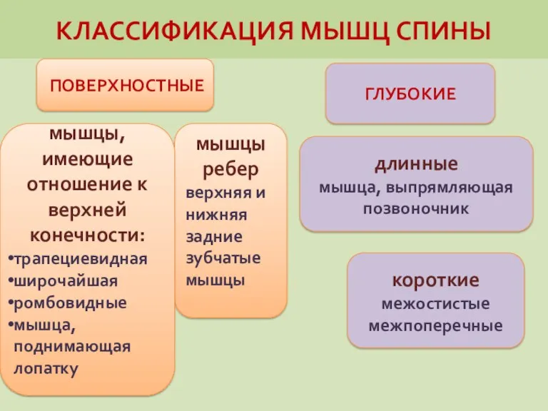 КЛАССИФИКАЦИЯ МЫШЦ СПИНЫ ПОВЕРХНОСТНЫЕ мышцы ребер верхняя и нижняя задние