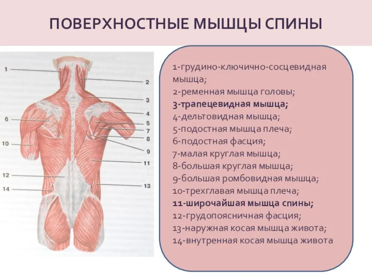 ПОВЕРХНОСТНЫЕ МЫШЦЫ СПИНЫ 1-грудино-ключично-сосцевидная мышца; 2-ременная мышца головы; 3-трапецевидная мышца;