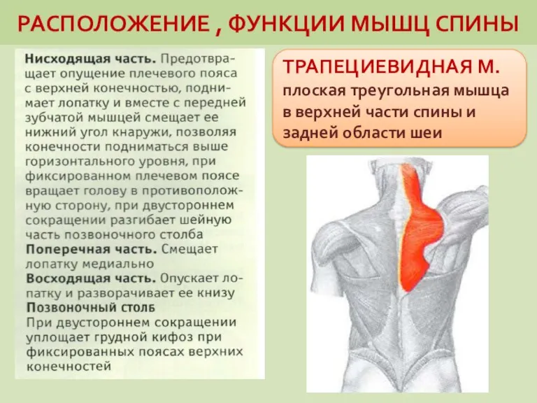 РАСПОЛОЖЕНИЕ , ФУНКЦИИ МЫШЦ СПИНЫ ТРАПЕЦИЕВИДНАЯ М. плоская треугольная мышца