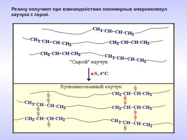 Резину получают при взаимодействии полимерных макромолекул каучука с серой.