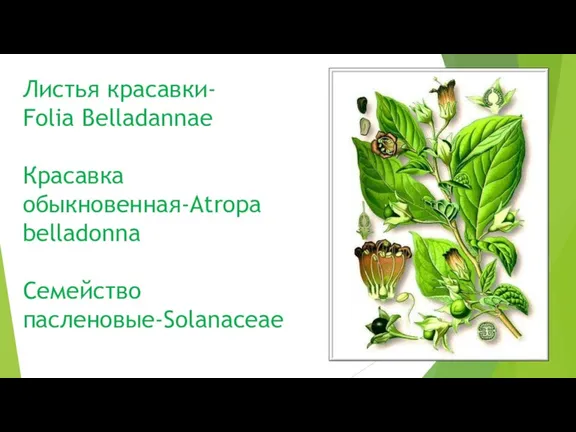 Листья красавки- Folia Belladannae Красавка обыкновенная-Atropa belladonna Семейство пасленовые-Solanaceae