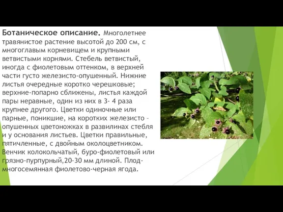Ботаническое описание. Многолетнее травянистое растение высотой до 200 см, с многоглавым корневищем и