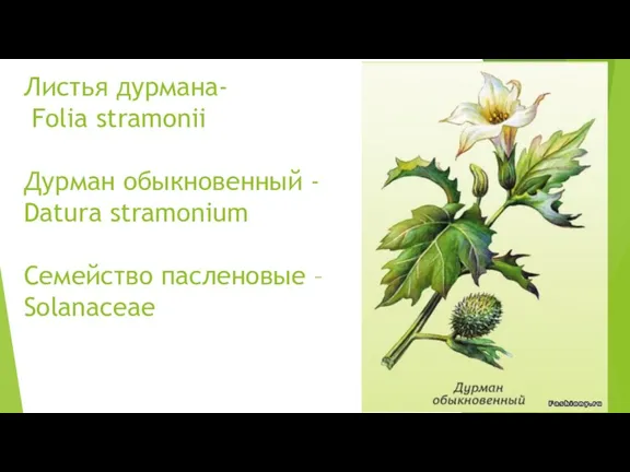 Листья дурмана- Folia stramonii Дурман обыкновенный - Datura stramonium Семейство пасленовые – Solanaceae