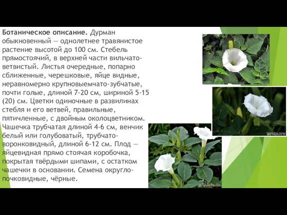 Ботаническое описание. Дурман обыкновенный — однолетнее травянистое растение высотой до 100 см. Стебель