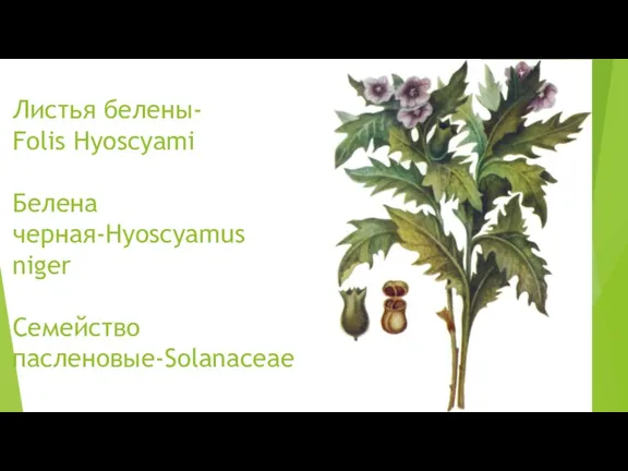 Листья белены- Folis Hyoscyami Белена черная-Hyoscyamus niger Семейство пасленовые-Solanaceae