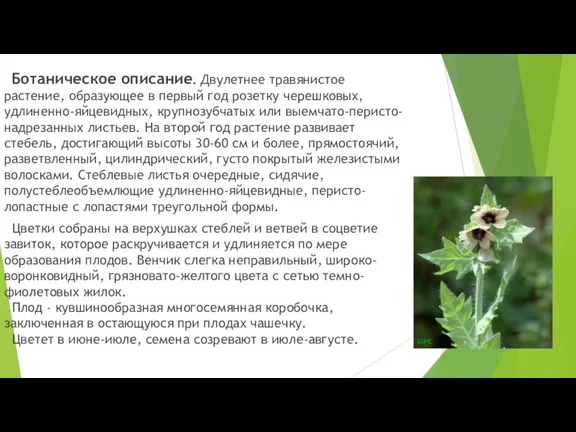 Ботаническое описание. Двулетнее травянистое растение, образующее в первый год розетку черешковых, удлиненно-яйцевидных, крупнозубчатых