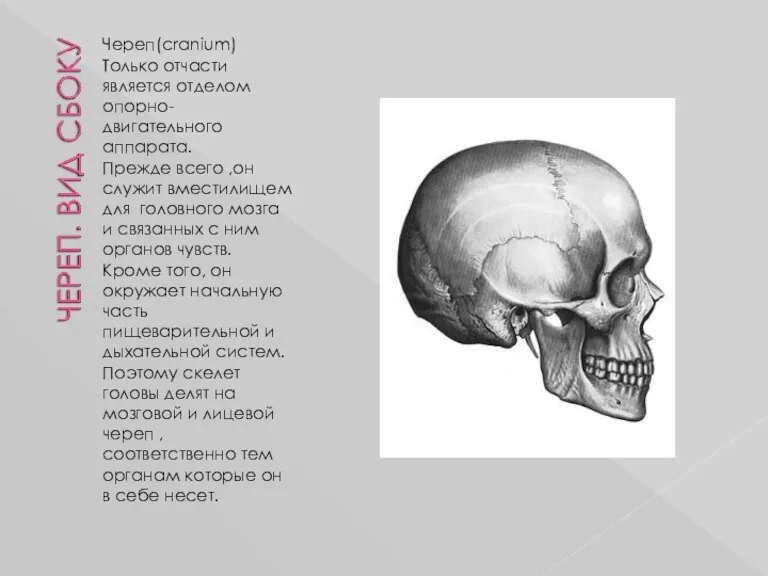 Череп(cranium) Только отчасти является отделом опорно-двигательного аппарата. Прежде всего ,он