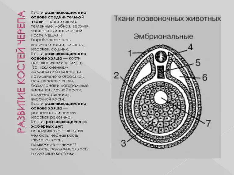 Кости развивающиеся на основе соединительной ткани — кости свода: теменные,