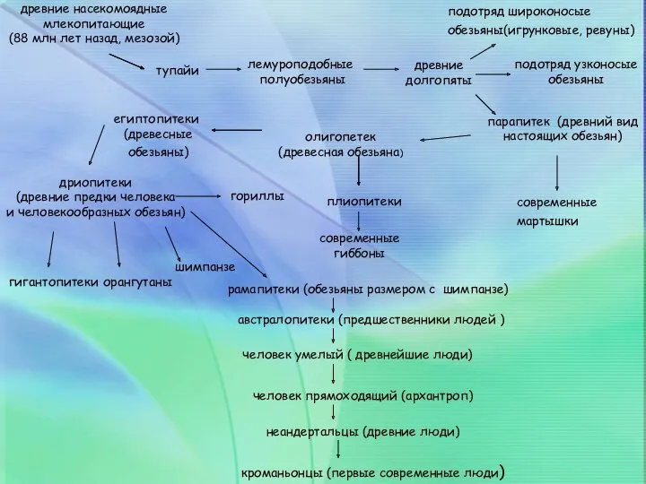 древние насекомоядные млекопитающие (88 млн лет назад, мезозой) тупайи лемуроподобные