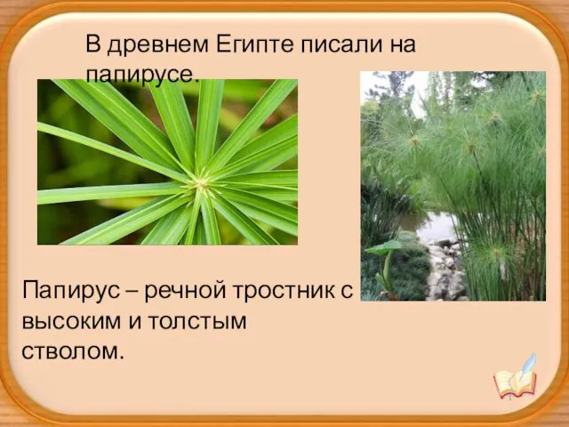 Папирус – речной тростник с высоким и толстым стволом. В древнем Египте писали на папирусе.