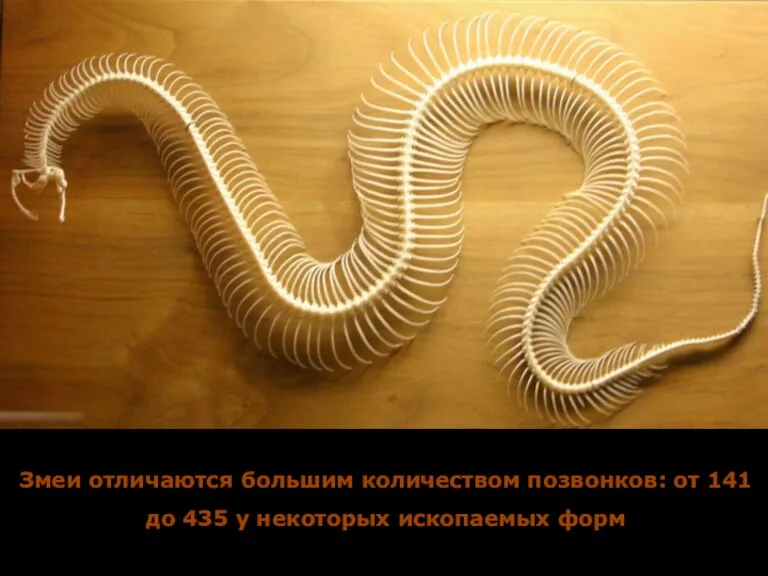 Змеи отличаются большим количеством позвонков: от 141 до 435 у некоторых ископаемых форм