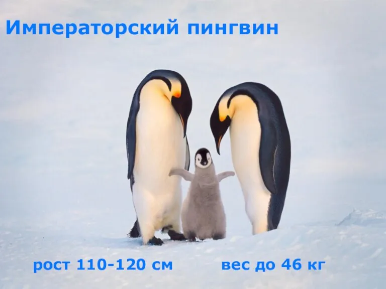 Императорский пингвин рост 110-120 см вес до 46 кг