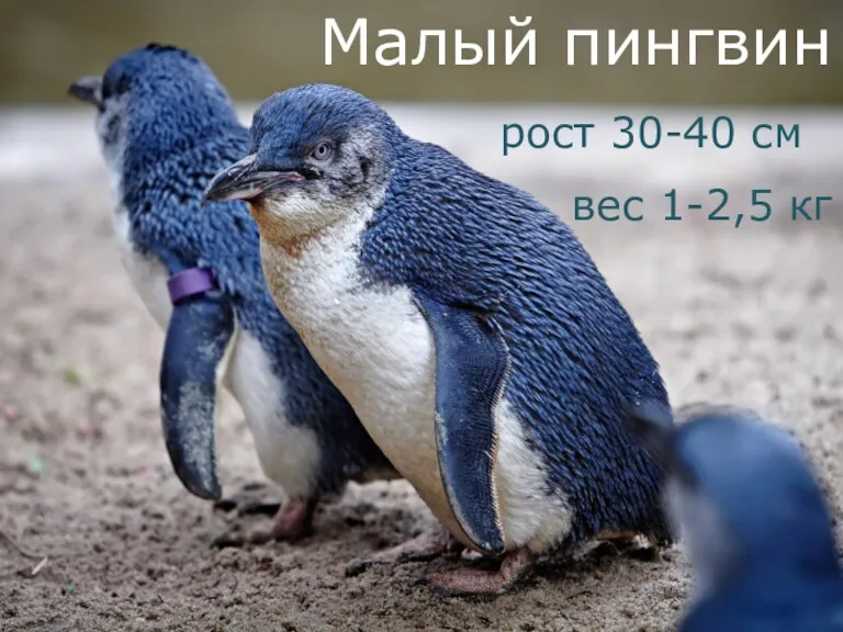 Малый пингвин рост 30-40 см вес 1-2,5 кг