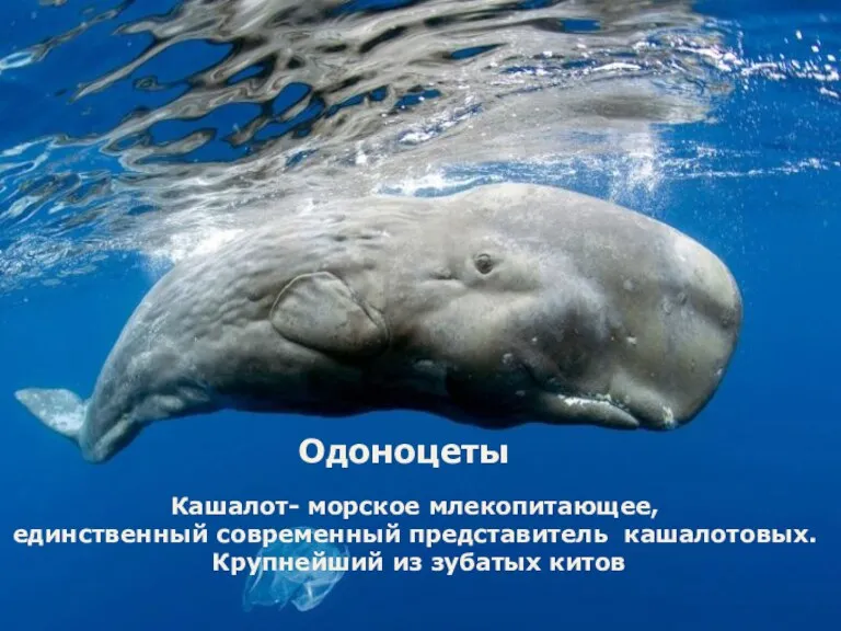 Одоноцеты Кашалот- морское млекопитающее, единственный современный представитель кашалотовых. Крупнейший из зубатых китов
