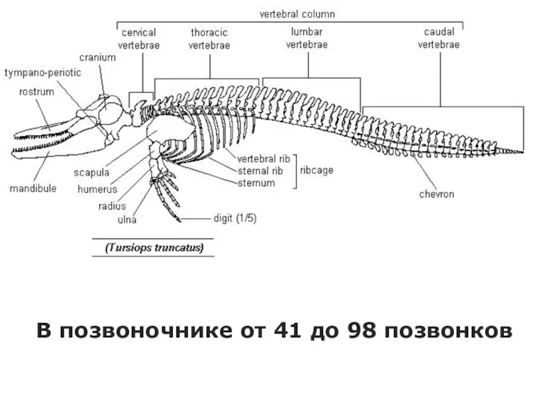 В позвоночнике от 41 до 98 позвонков