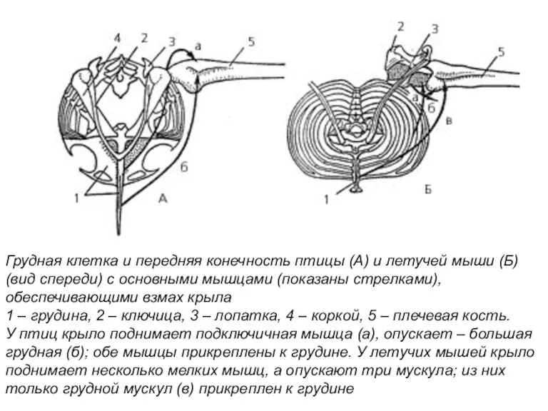 Грудная клетка и передняя конечность птицы (А) и летучей мыши (Б) (вид спереди)