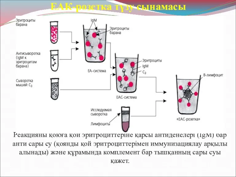 Реакцияны қоюға қой эритроциттеріне қарсы антиденелері (IgM) бар анти сары