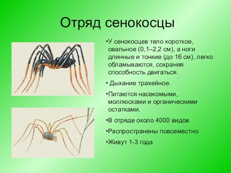 Отряд сенокосцы У сенокосцев тело короткое, овальное (0,1–2,2 см), а