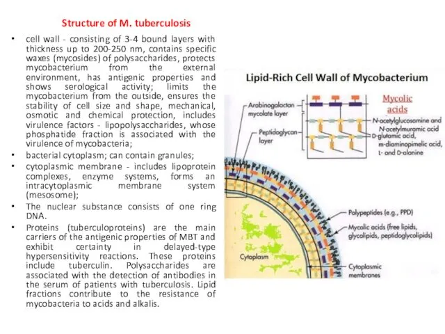 cell wall - consisting of 3-4 bound layers with thickness