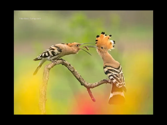 Tibor Kercz - Spring snack