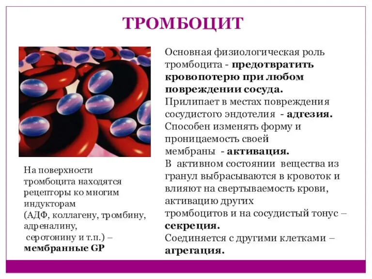 ТРОМБОЦИТ Основная физиологическая роль тромбоцита - предотвратить кровопотерю при любом повреждении сосуда. Прилипает