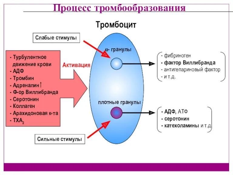 Процесс тромбообразования α- гранулы плотные гранулы Тромбоцит - АДФ, АТФ - серотонин -