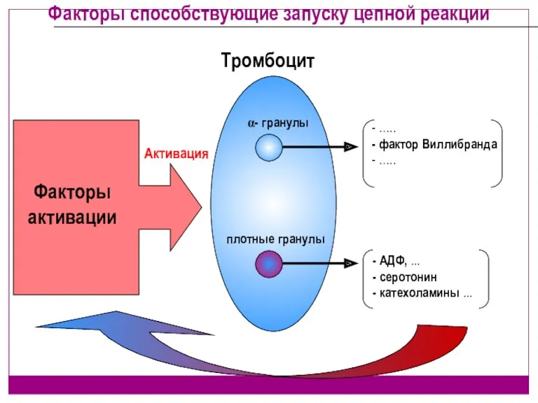 Факторы способствующие запуску цепной реакции α- гранулы плотные гранулы Тромбоцит - АДФ, ...