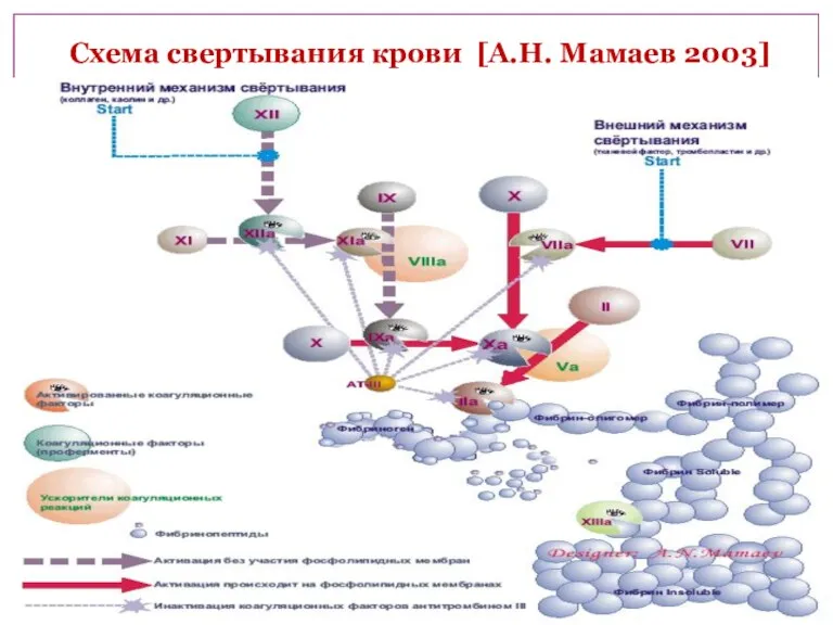 Prothrombin Thrombin Xa Va Fibrinogen (I) Fibrin Cross-Linked Fibrin XIIIa Tissue Factor (III)