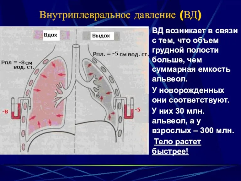 Внутриплевральное давление (ВД) ВД возникает в связи с тем, что