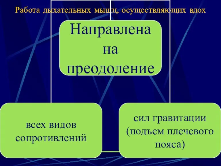 Работа дыхательных мышц, осуществляющих вдох